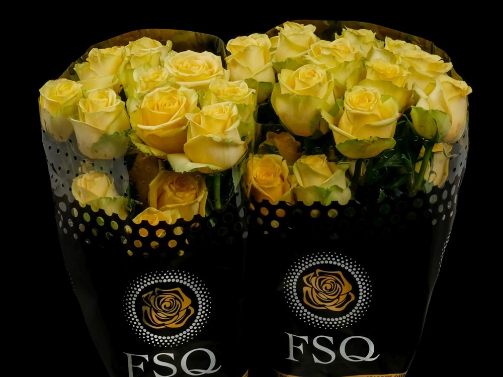 STARDUST a Yellow rose from Ecuador